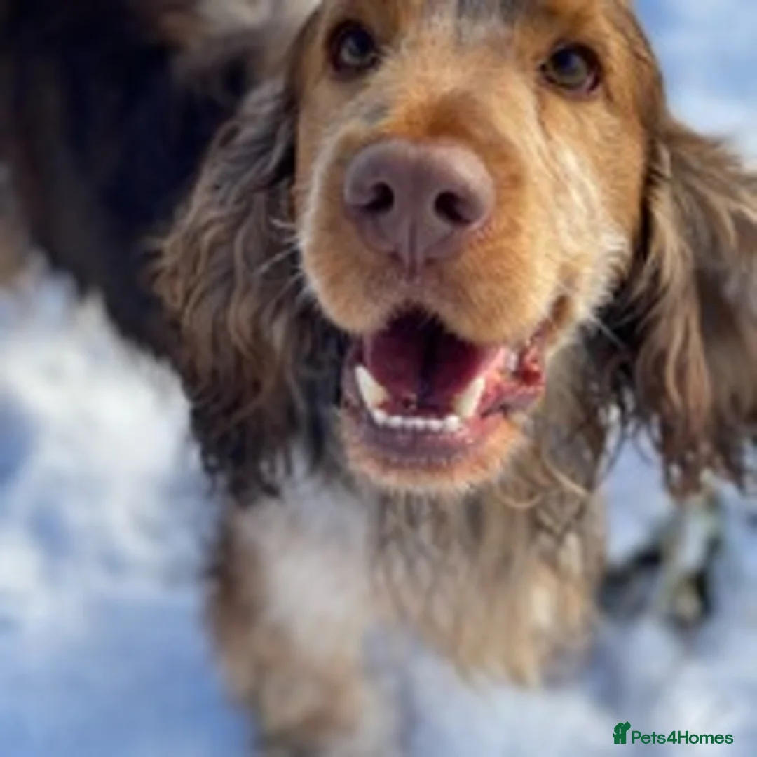 Cocker Spaniel dogs for stud: Beautiful Choc Roan Sable for Stud in Doncaster - Advert 5