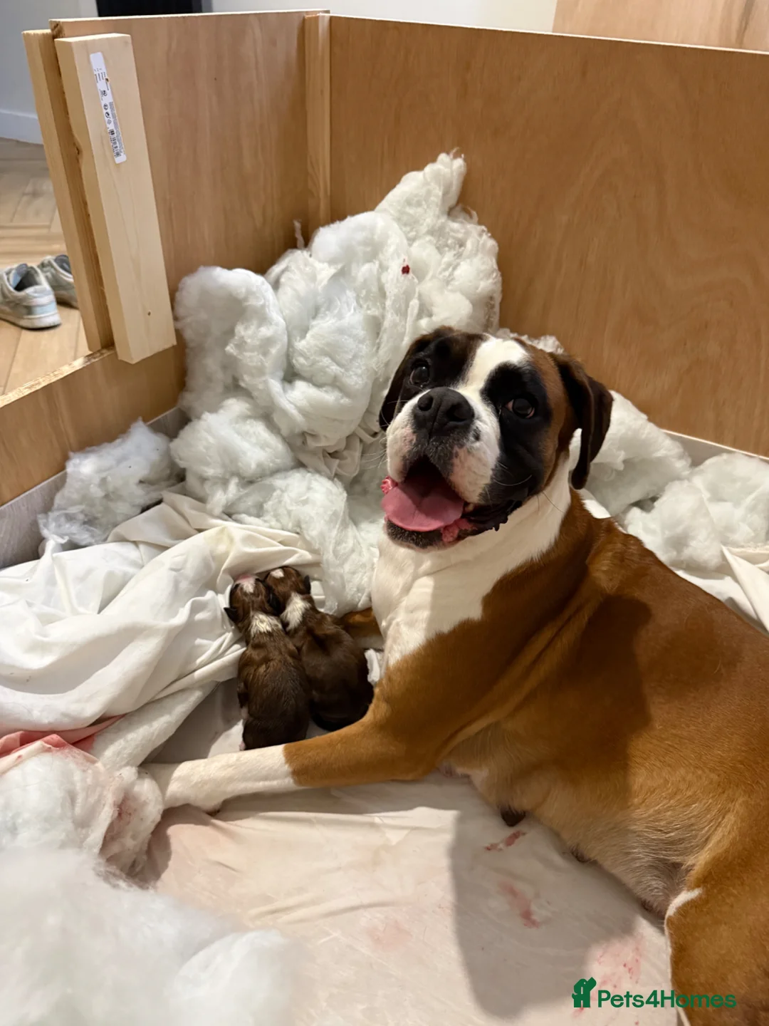 Boxer dogs for sale: 3 boy Boxer puppies for sale - Advert 1