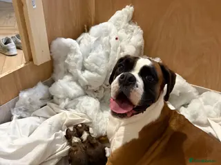 Boxer dogs 3 boy Boxer puppies for sale - Advert 15