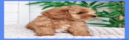 Cavapoo dogs for sale: Gorgeous cavapoo puppies from DNA tested parents - Advert 22
