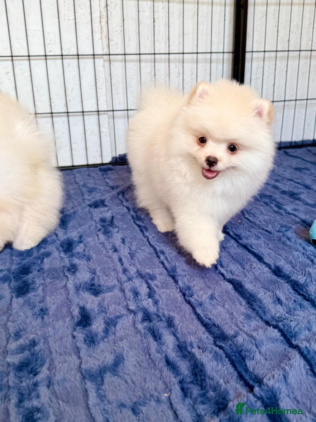 Pomeranian dogs for sale: 🐾✨ Rare White Extra Tiny Size Pomeranian Puppies  - Image 12