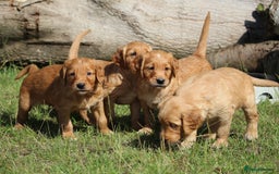 Golden Retriever dogs for sale: Dark Red Kc Registered Golden Retriever Puppies - Image 9