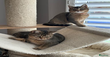 British Shorthair cats READY NOW! 2 available girls - Advert 6