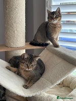 British Shorthair cats READY NOW! 2 available girls - Advert 6