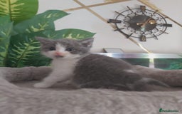 Mixed Breed cats for sale: Stunning  kittens looking  4 new home - Image 1