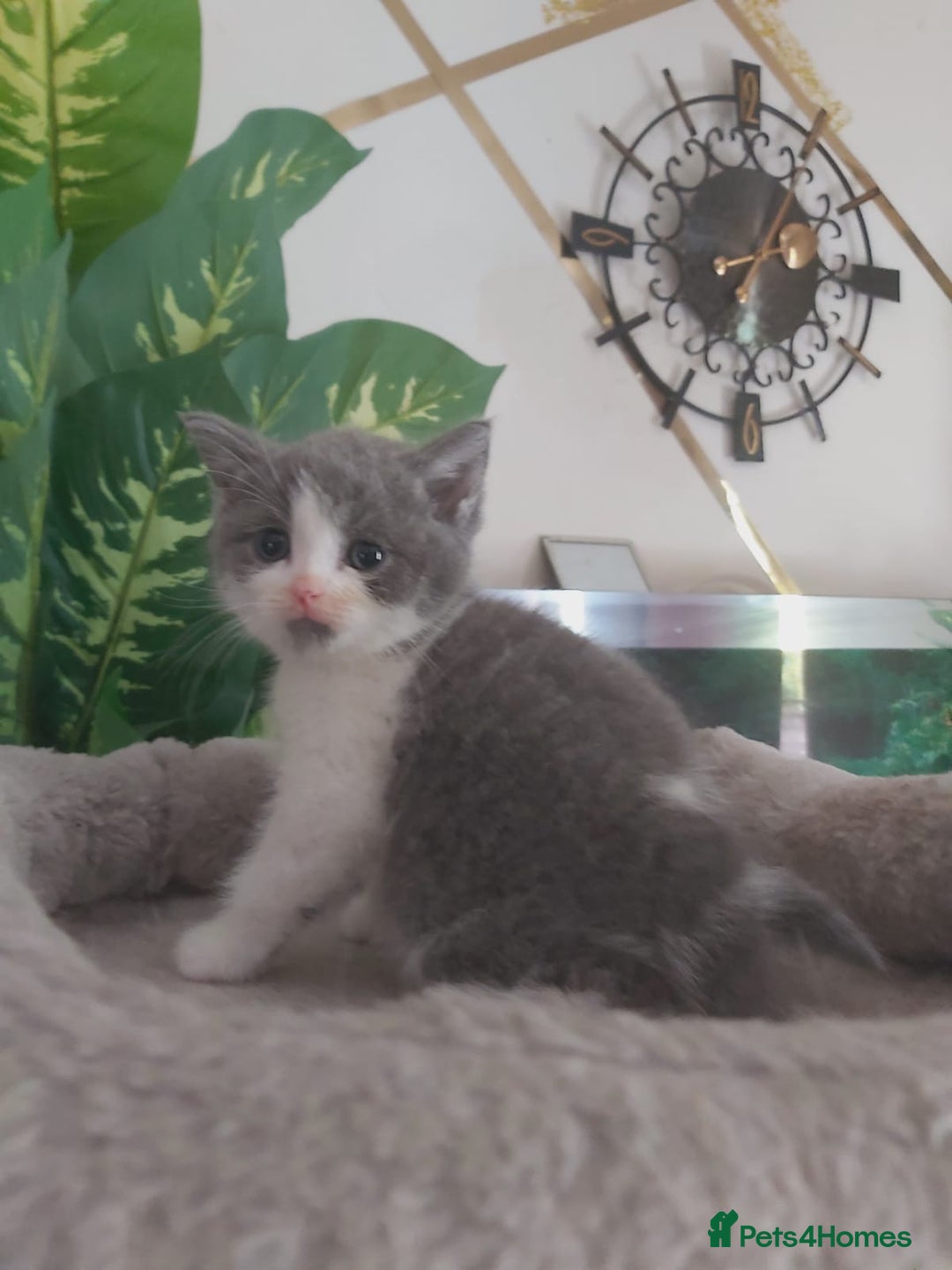 Mixed Breed cats for sale: Stunning  kittens looking  4 new home - Image 1