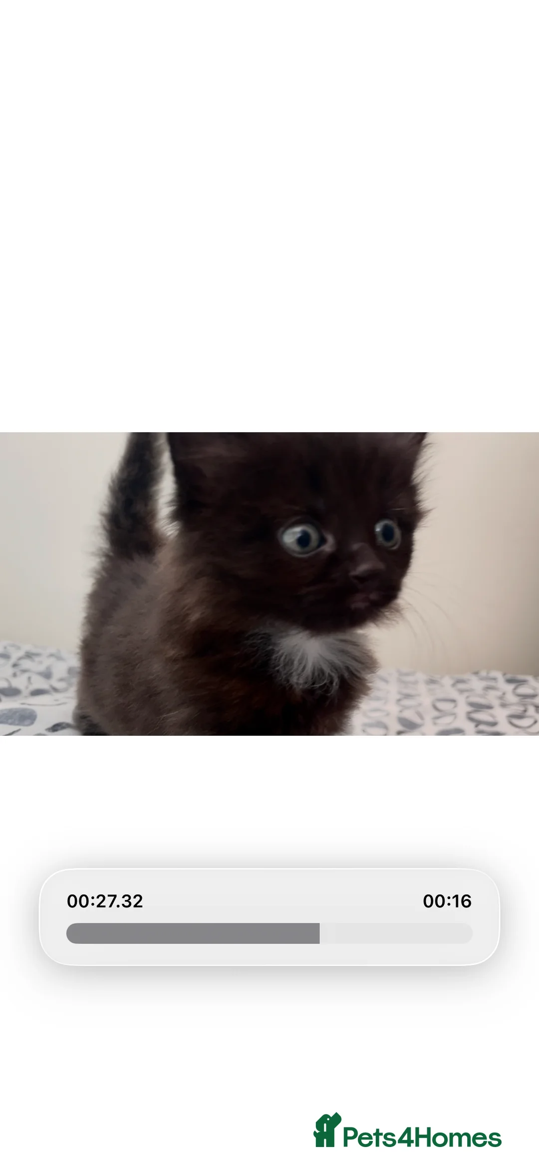 Mixed Breed cats for sale: Mixed Kittens - Some are Bengal Mix  in Brighton - Advert 2