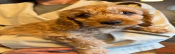 Cockapoo dogs for sale: 5 Cockapoo puppies ready now - Advert 5