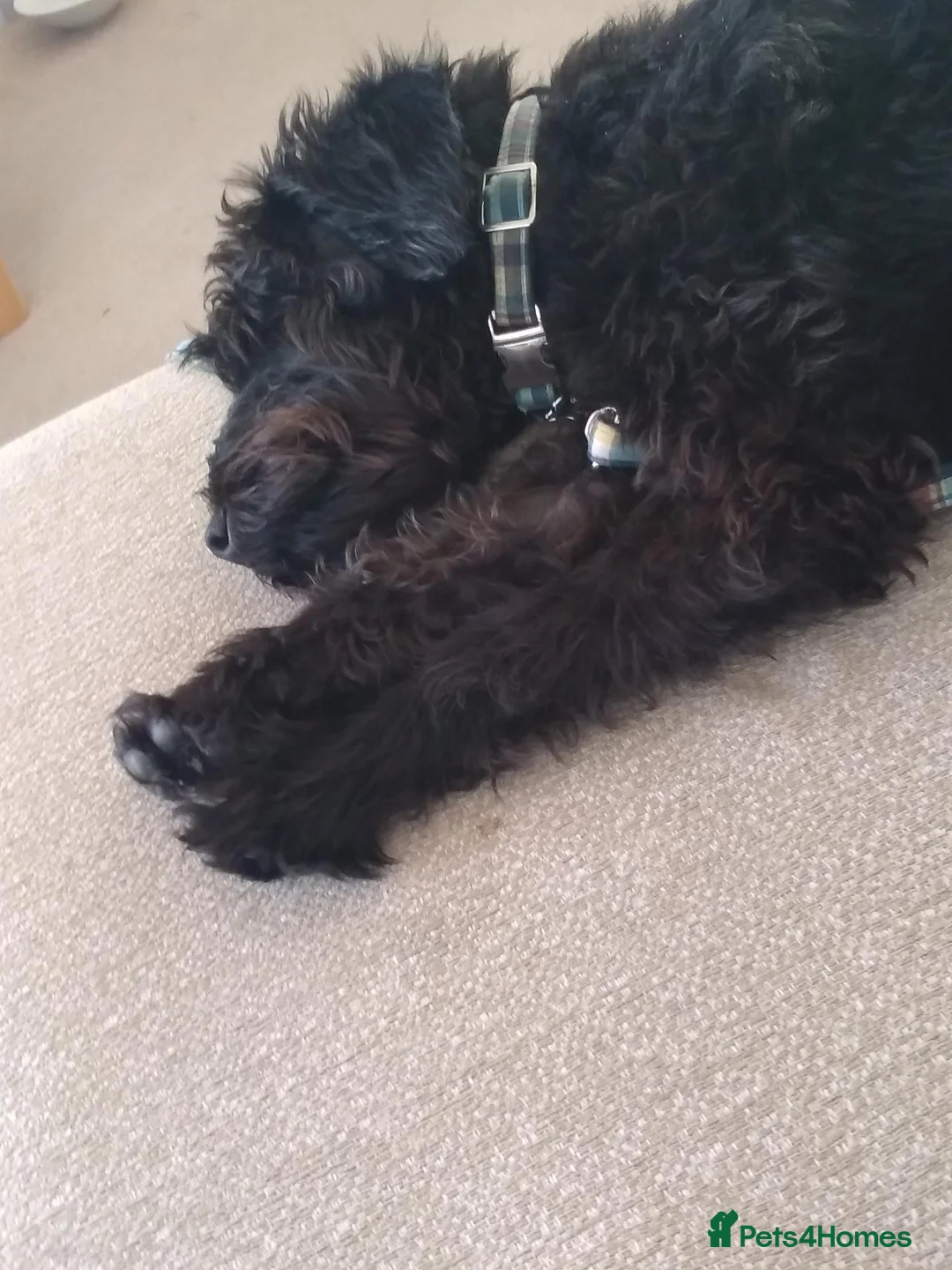 Schnoodle dogs for sale: Miniature Snoodle F1 for Rehoming - Advert 2