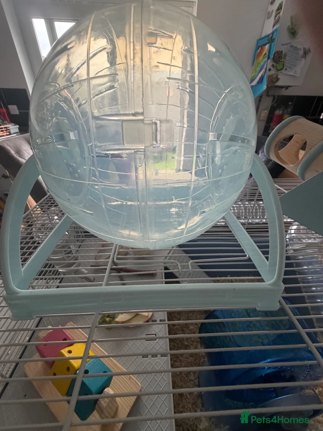 Hamster rodents for sale: Brand new full set up + dwarf male hamster  in Nottingham - Advert 5