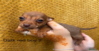 Jack Russell dogs - Advert 2