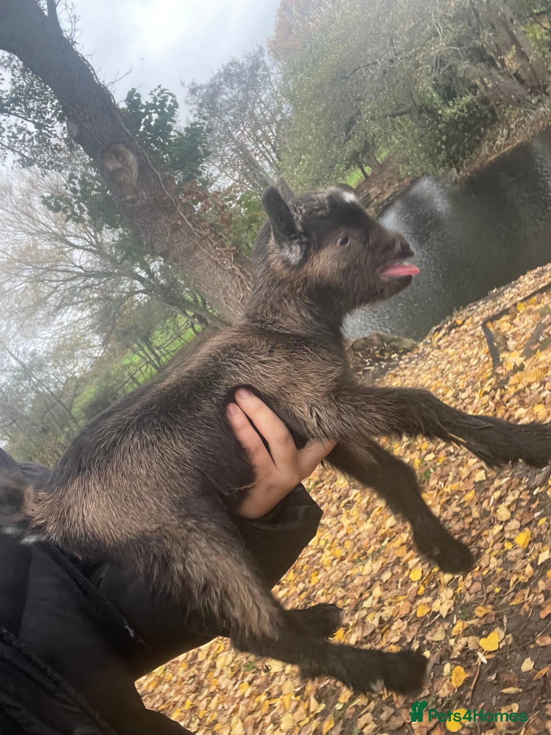 Goats livestock for sale: Pygmy goats  - Advert 6