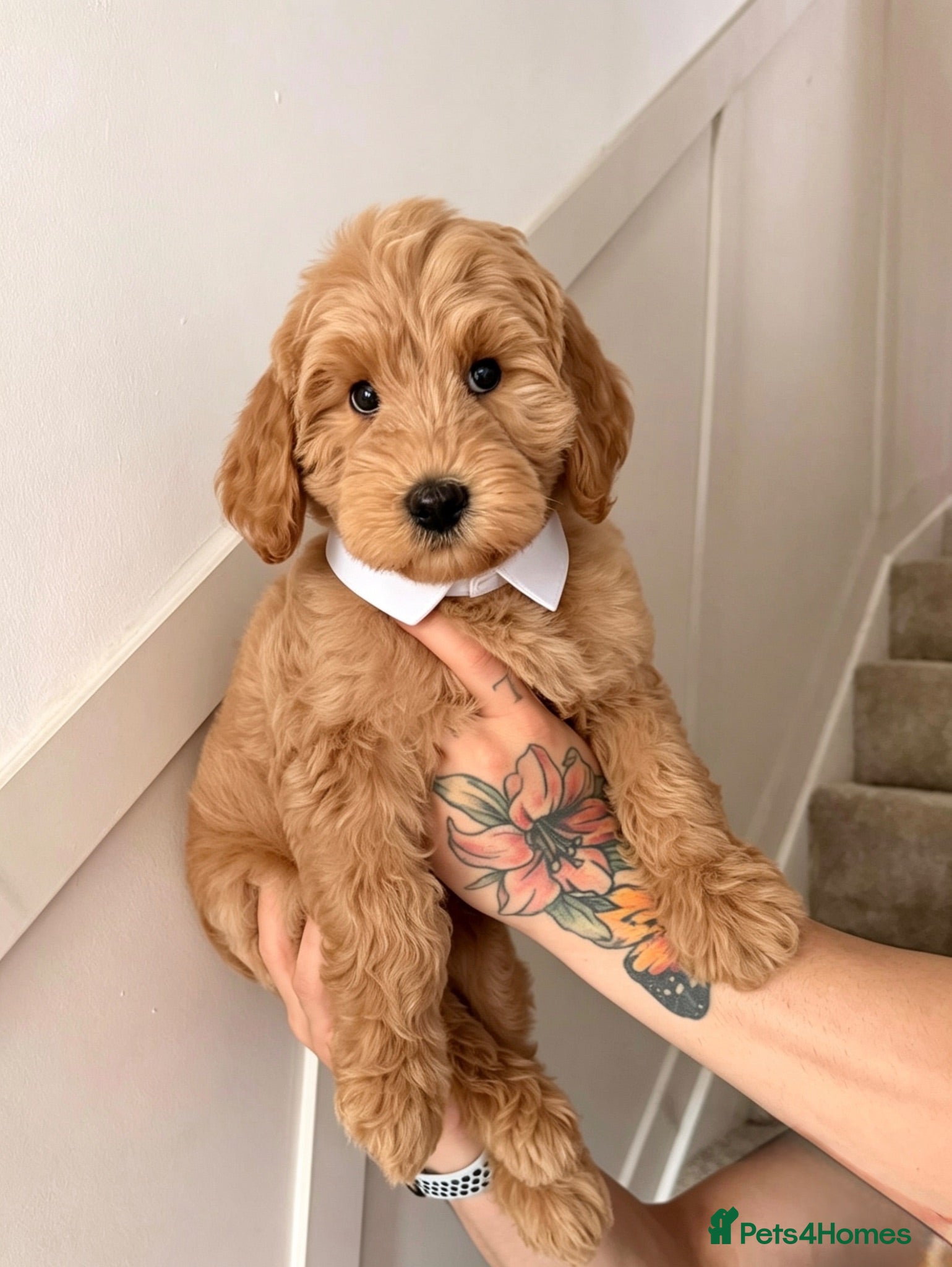 Australian Labradoodle dogs ‼️ Ready for their forever home ‼️  - Advert 5