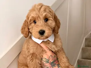 Australian Labradoodle dogs ‼️ Ready for their forever home ‼️ - Advert 5