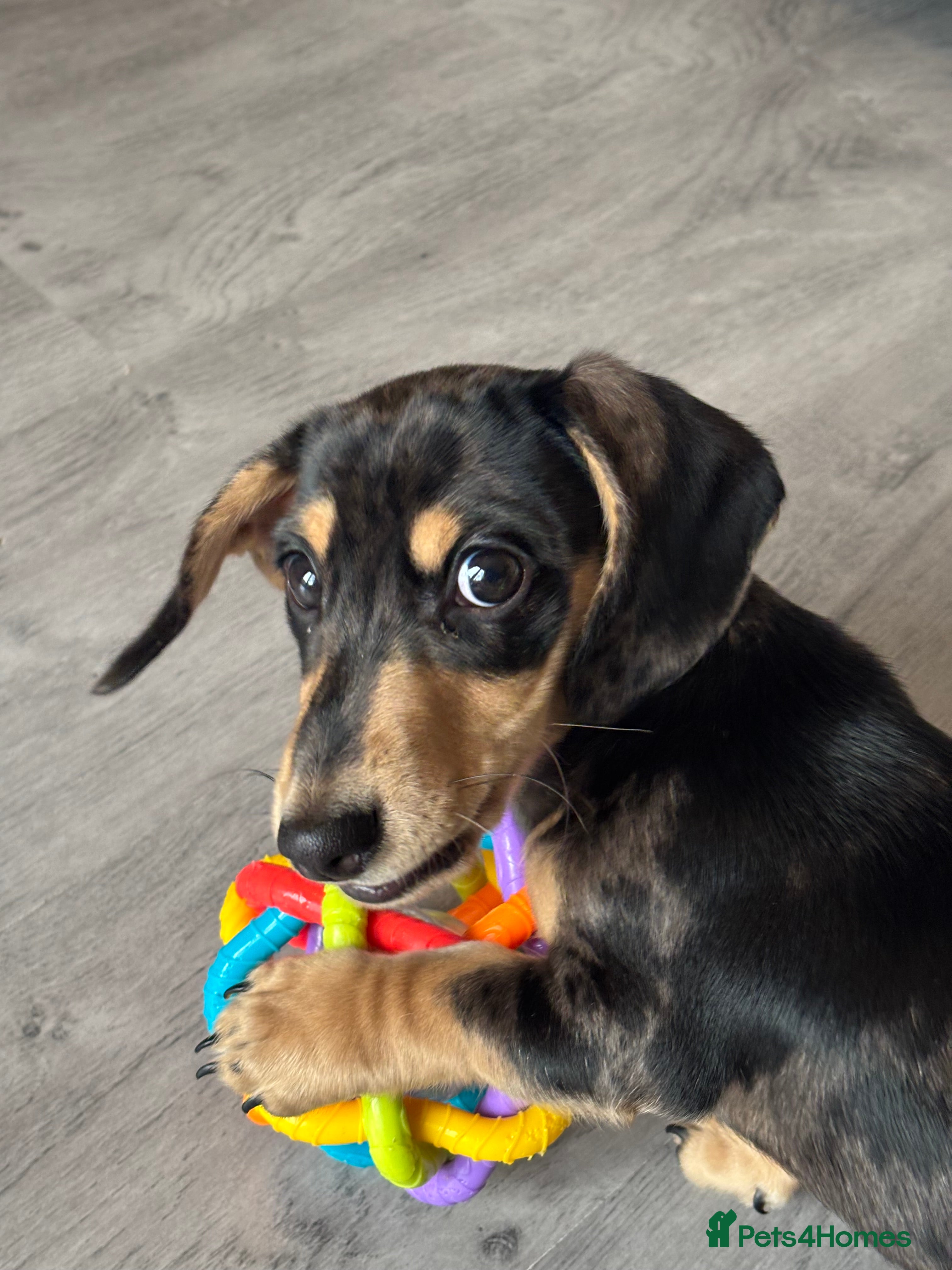 Miniature Dachshund dogs KC Registered Miniature dachshund  - Advert 16