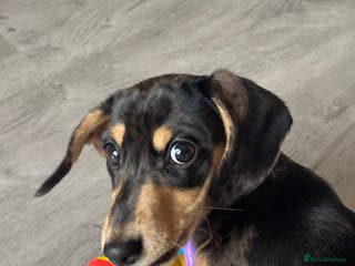 Miniature Dachshund dogs KC Registered Miniature dachshund - Advert 5