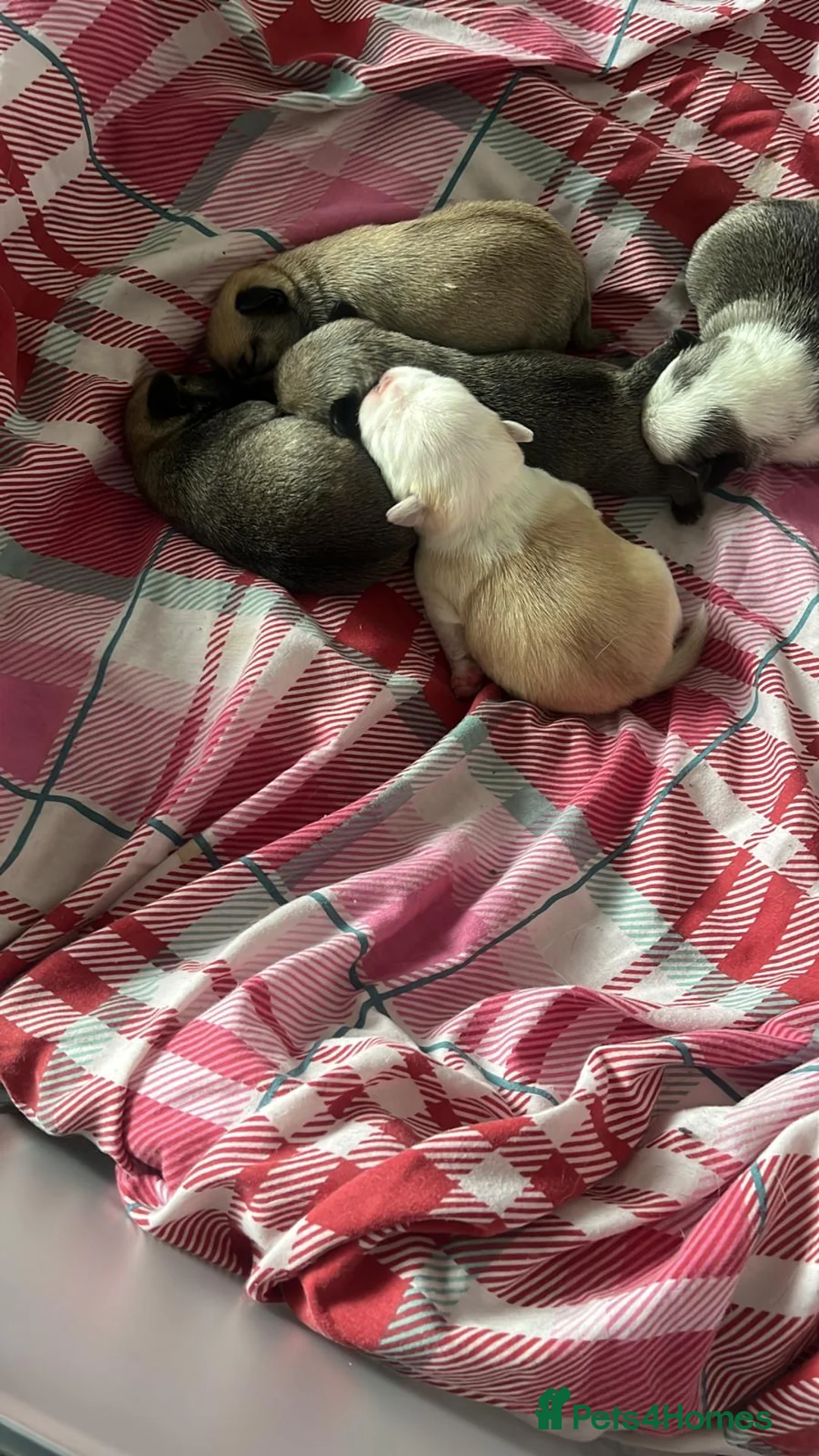 Chug dogs for sale: 2 x boys.   3 x girls. Chugs - Advert 2