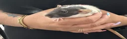 Rat rodents for sale: Beautiful Dumbo rats 3 girls and 6 boys available  - Advert 5