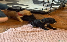 Mixed Breed dogs for sale: 8 hybrid puppies ready the (3rd of October) - Image 25