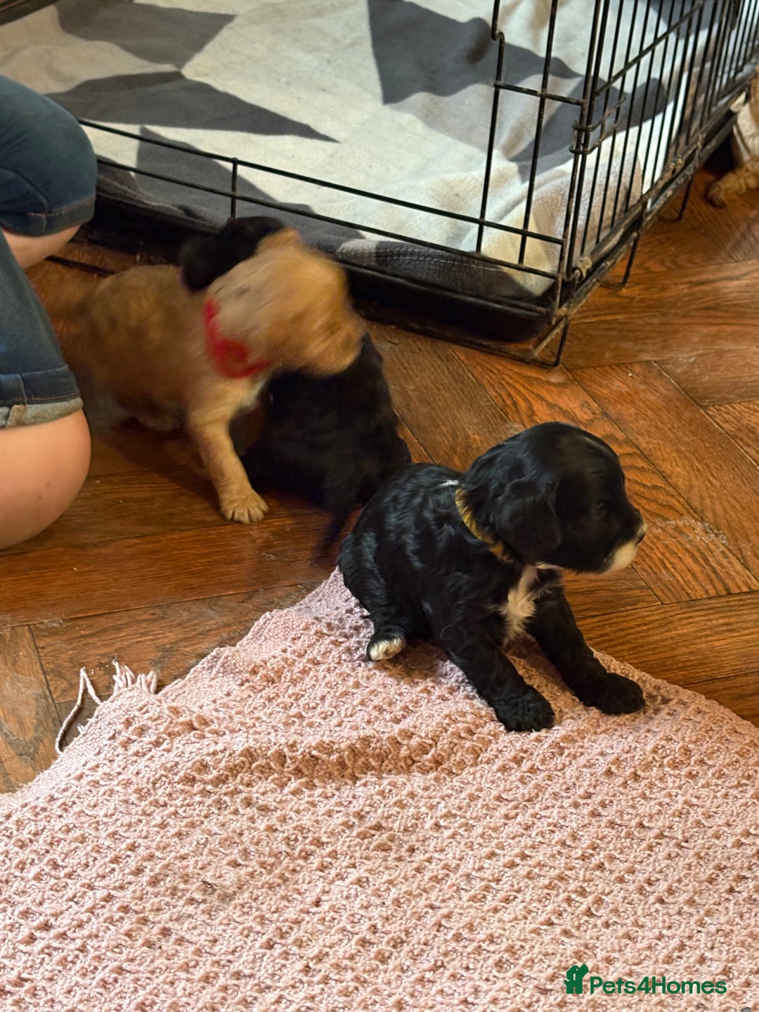 Mixed Breed dogs for sale: 8 hybrid puppies ready the (3rd of October) - Image 25
