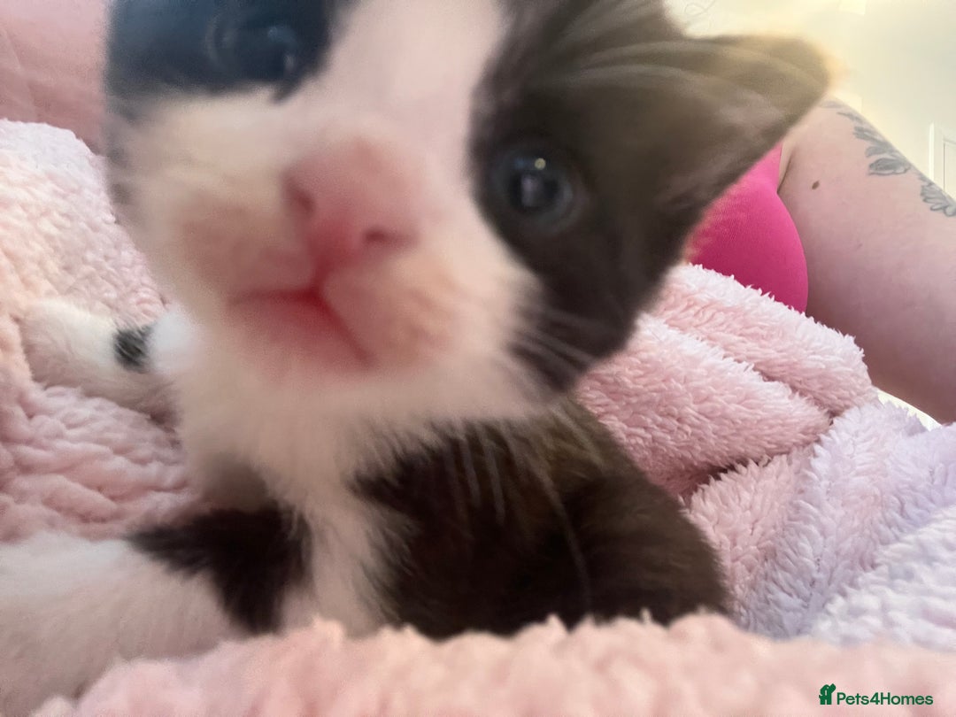 Mixed Breed cats for sale: 2 kittens  - Image 17