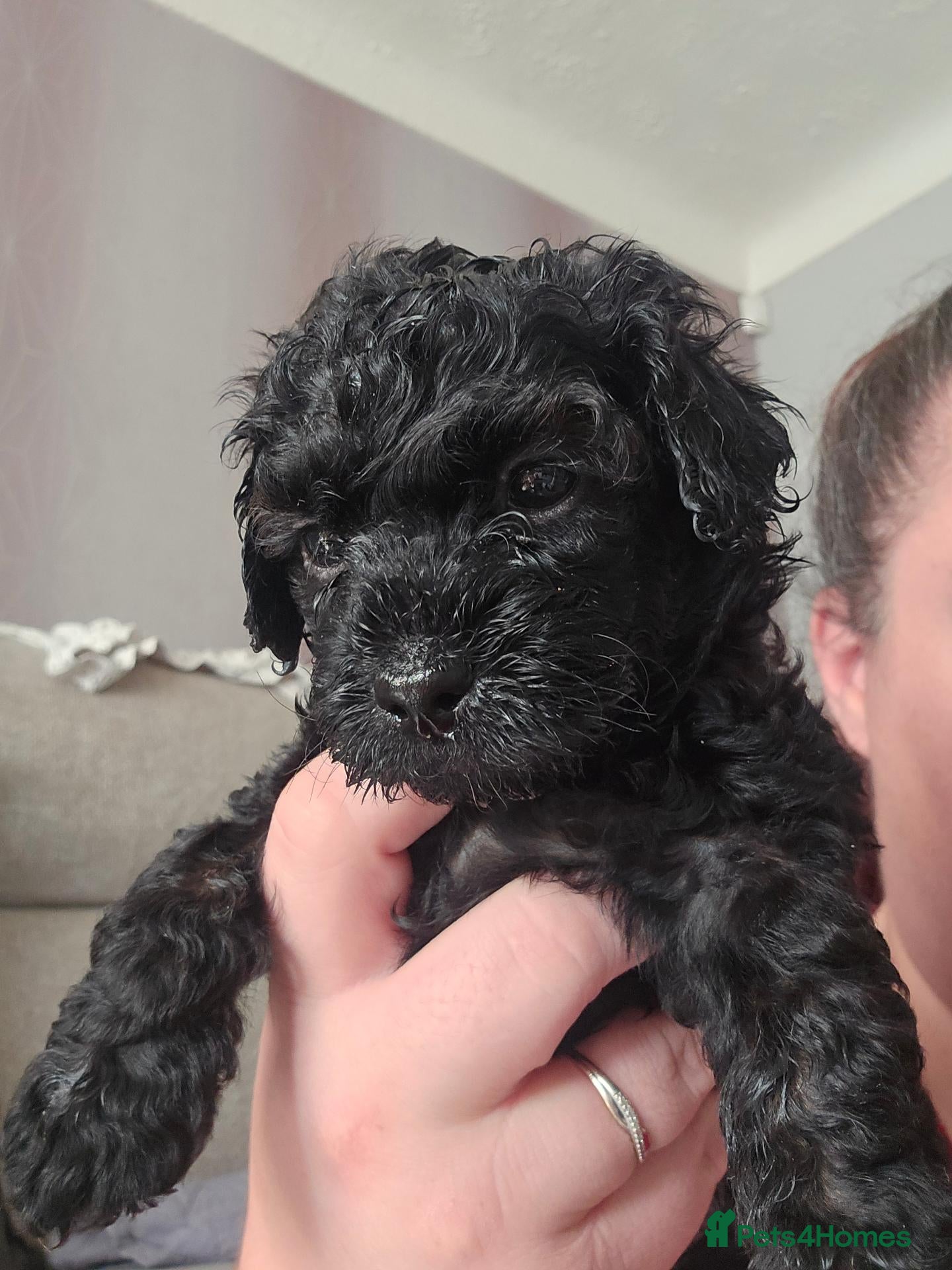 Shihpoo dogs ✨ Minature Poodle X Shihpoo Puppies F1B ✨️ - Advert 2