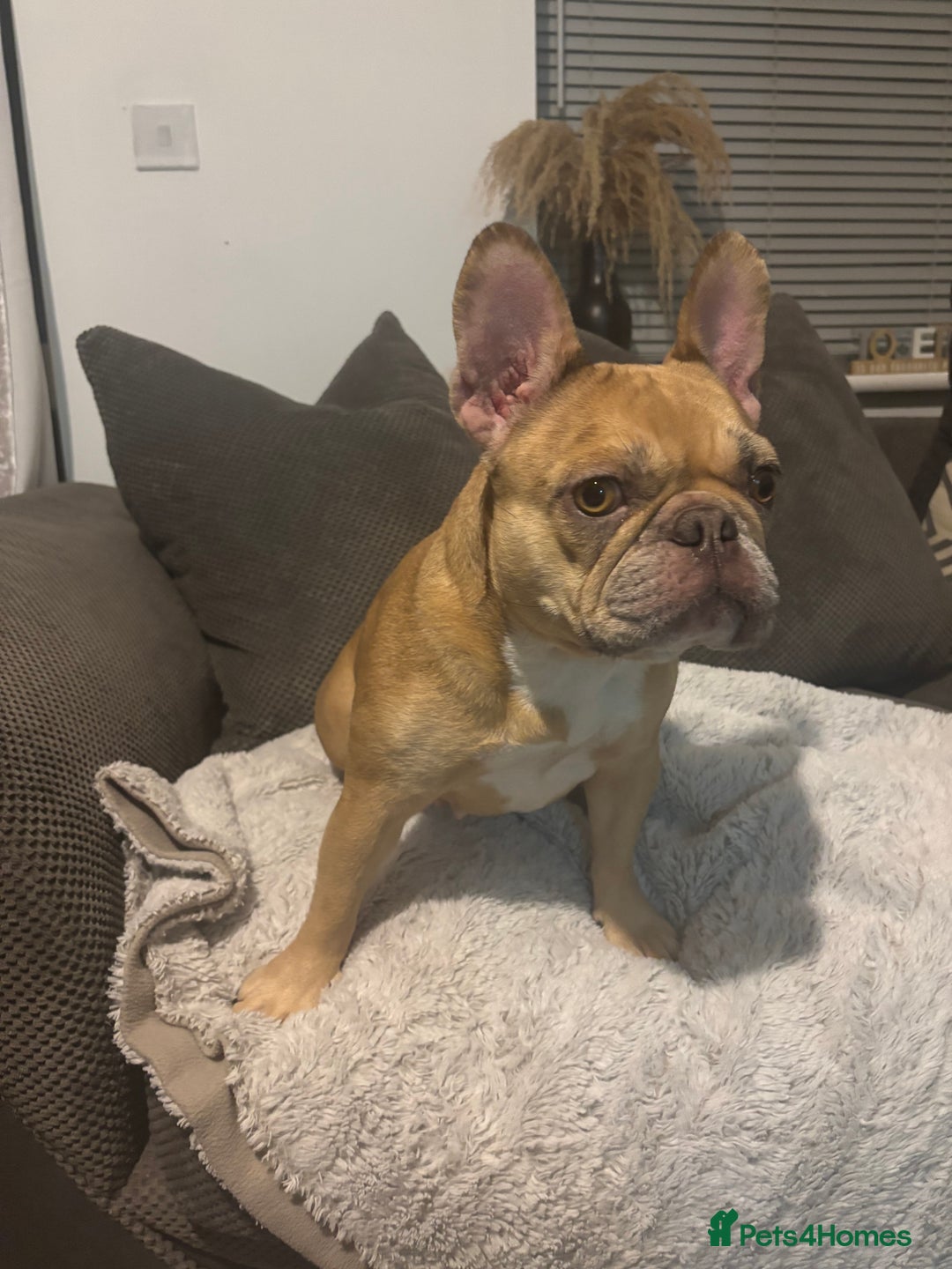French Bulldog dogs for sale: French bulldog Luna 3 years old  - Advert 2