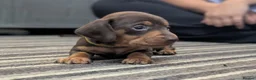 Dachshund dogs for sale: Gorgeous Smooth-Haired Dachshund Puppies - Advert 23
