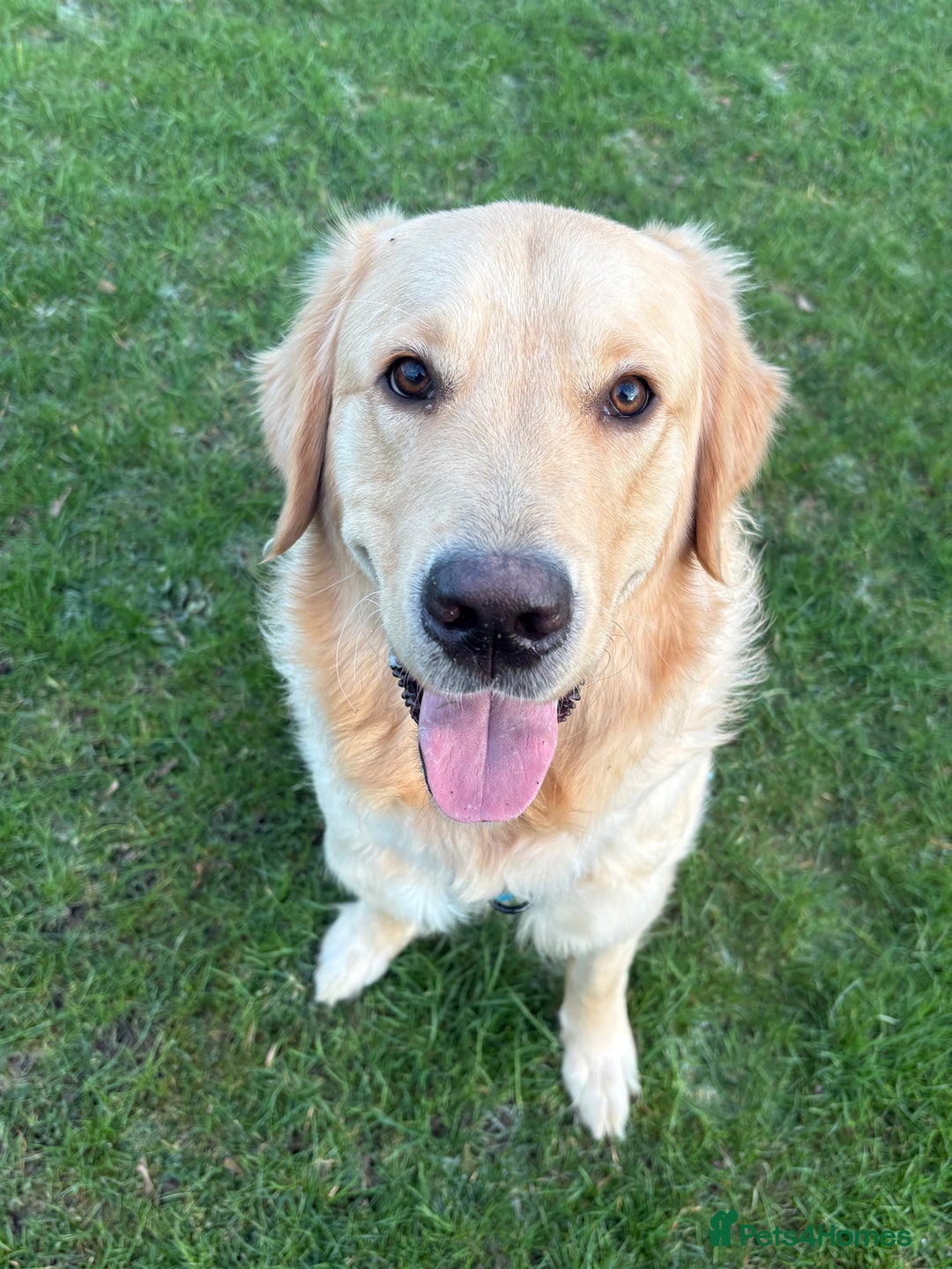 Golden Retriever dogs for sale: 1yr old American Golden Retriever for rehome  - Advert 3