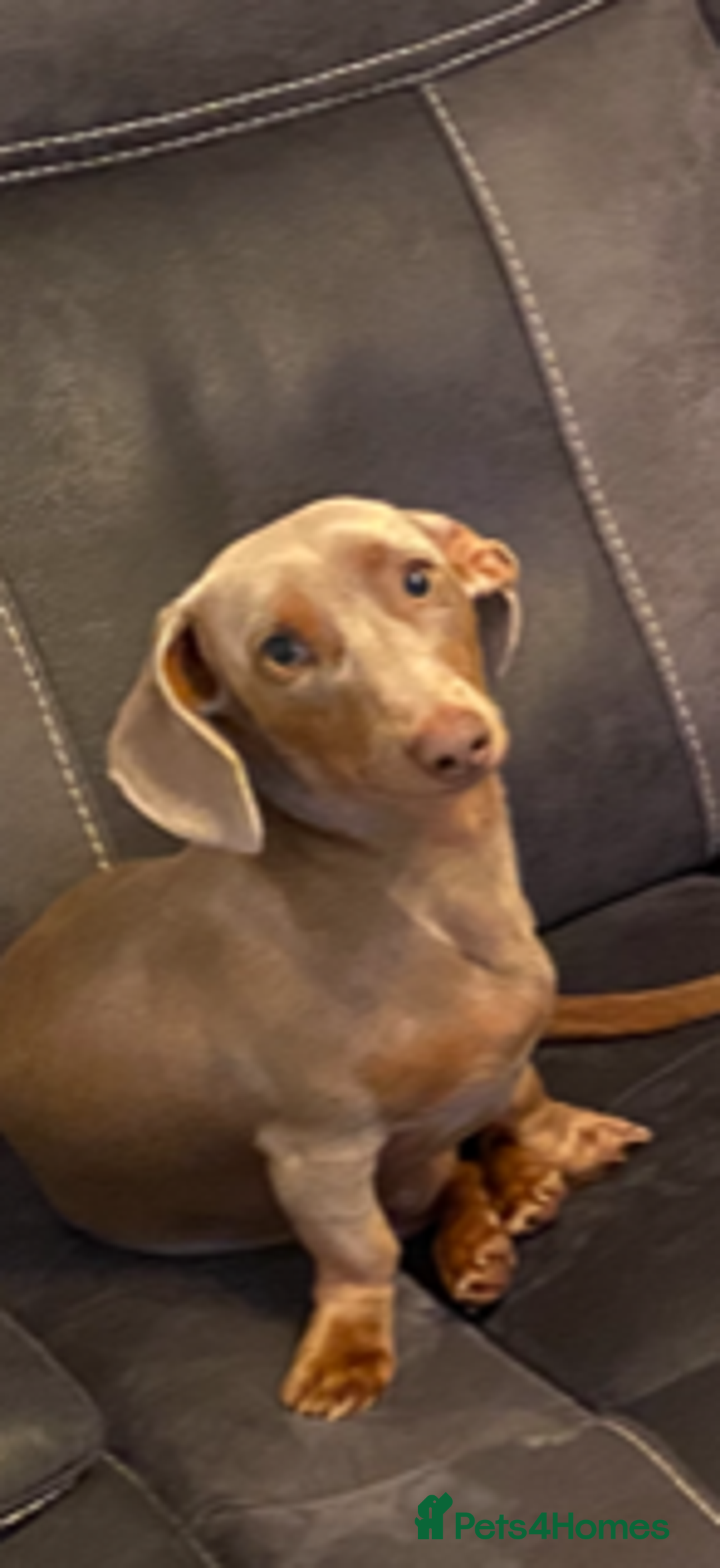 Miniature Dachshund dogs for stud: **Frankie the most handsome mini dachshund** in Walsall - Image 3