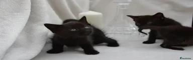 Kitten 4