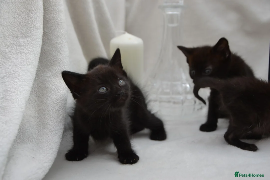 Mixed Breed cats for sale: Beautiful Maine Coon/Bombay Mix Kittens! - Advert 15