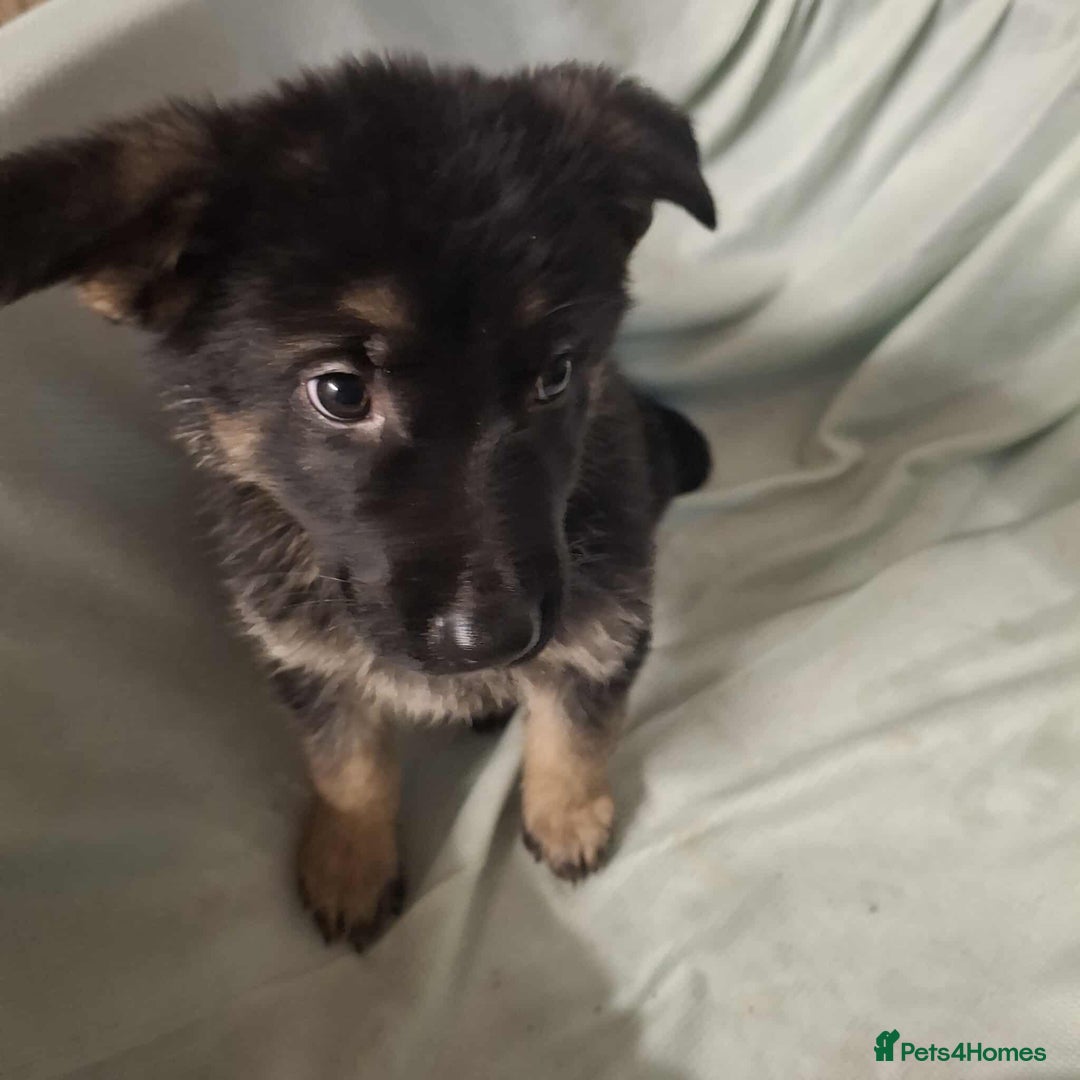 German Shepherd dogs for sale: *Ready Now* Pure Bred German Shepherd Pups - Image 19