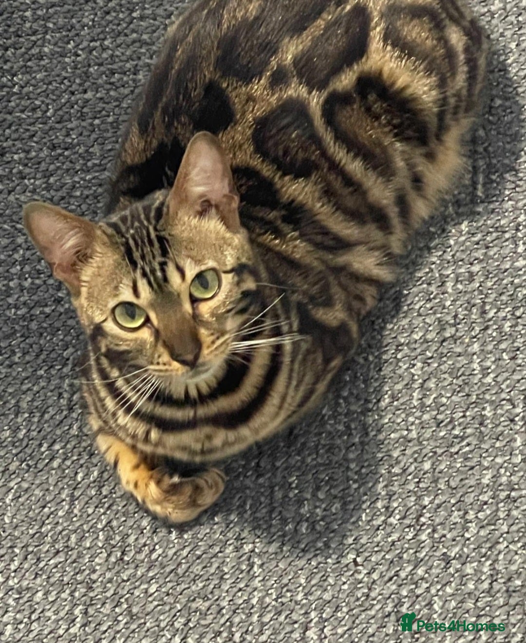 Bengal cats for sale: STUNNING! Female Bengal Kitten For Sale! - Advert 2