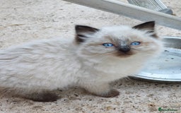 Ragdoll cats for sale: Ragdoll kittens - Image 2