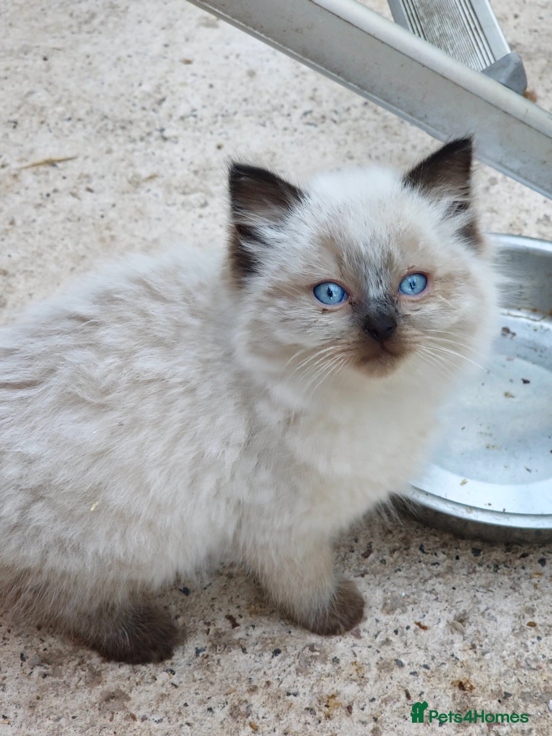 Ragdoll cats for sale: Ragdoll kittens - Image 2