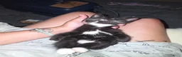 Mixed Breed cats for sale: Kitten in Bradford - Advert 2