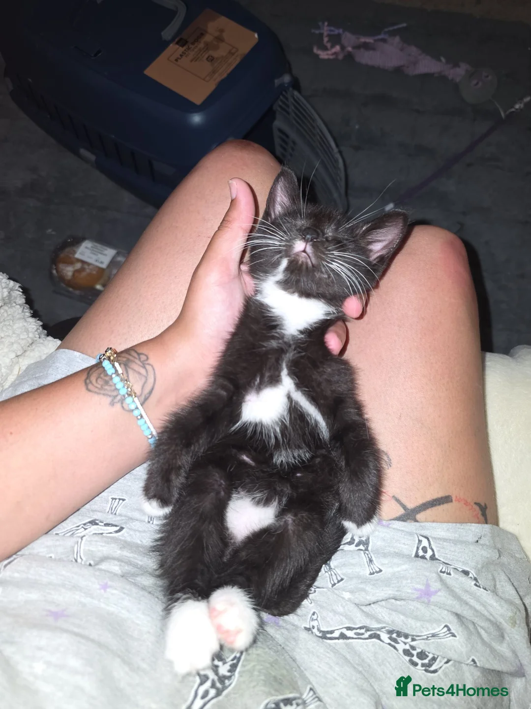Mixed Breed cats for sale: Kitten in Bradford - Advert 2