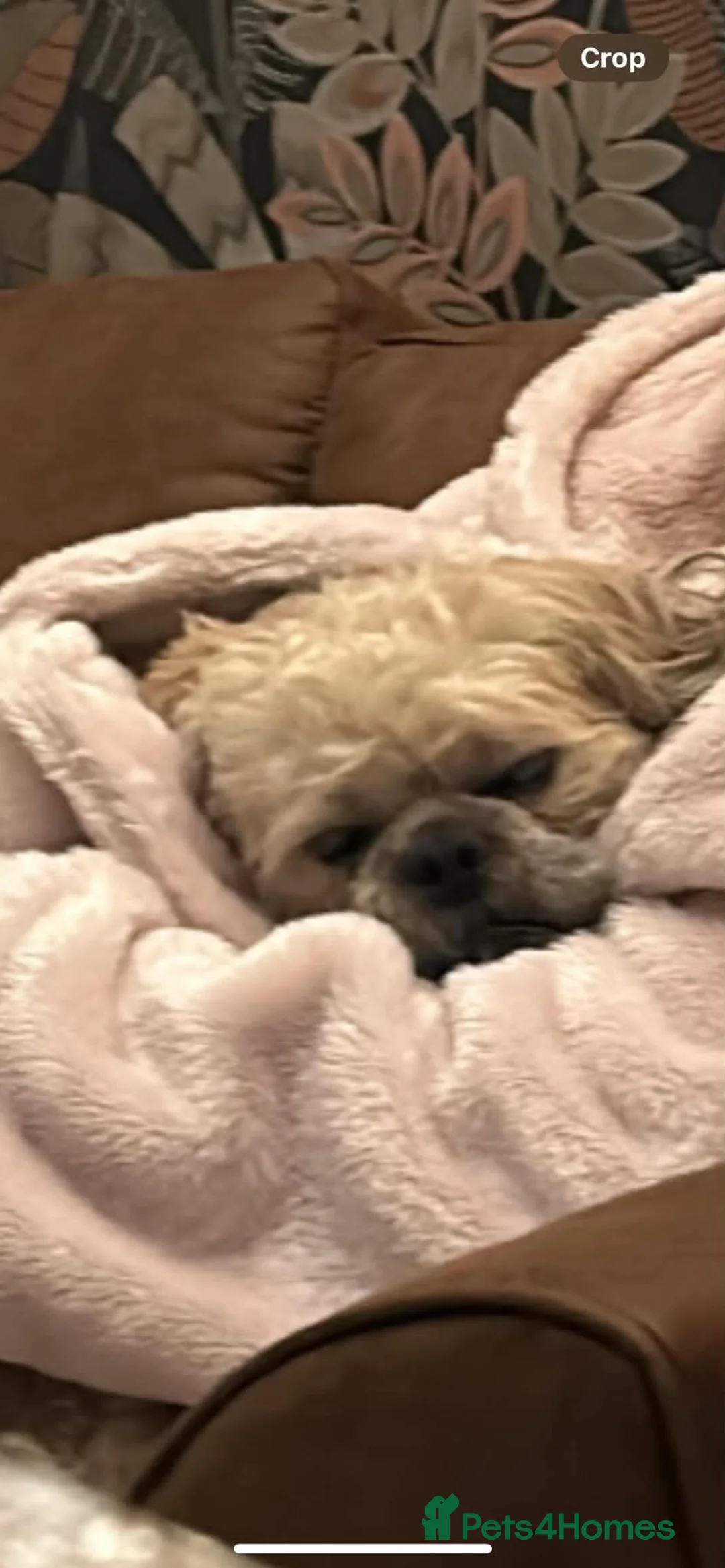 Shih Tzu dogs for sale: Stanley – 3 Year Old Male Shih Tzu - Advert 3