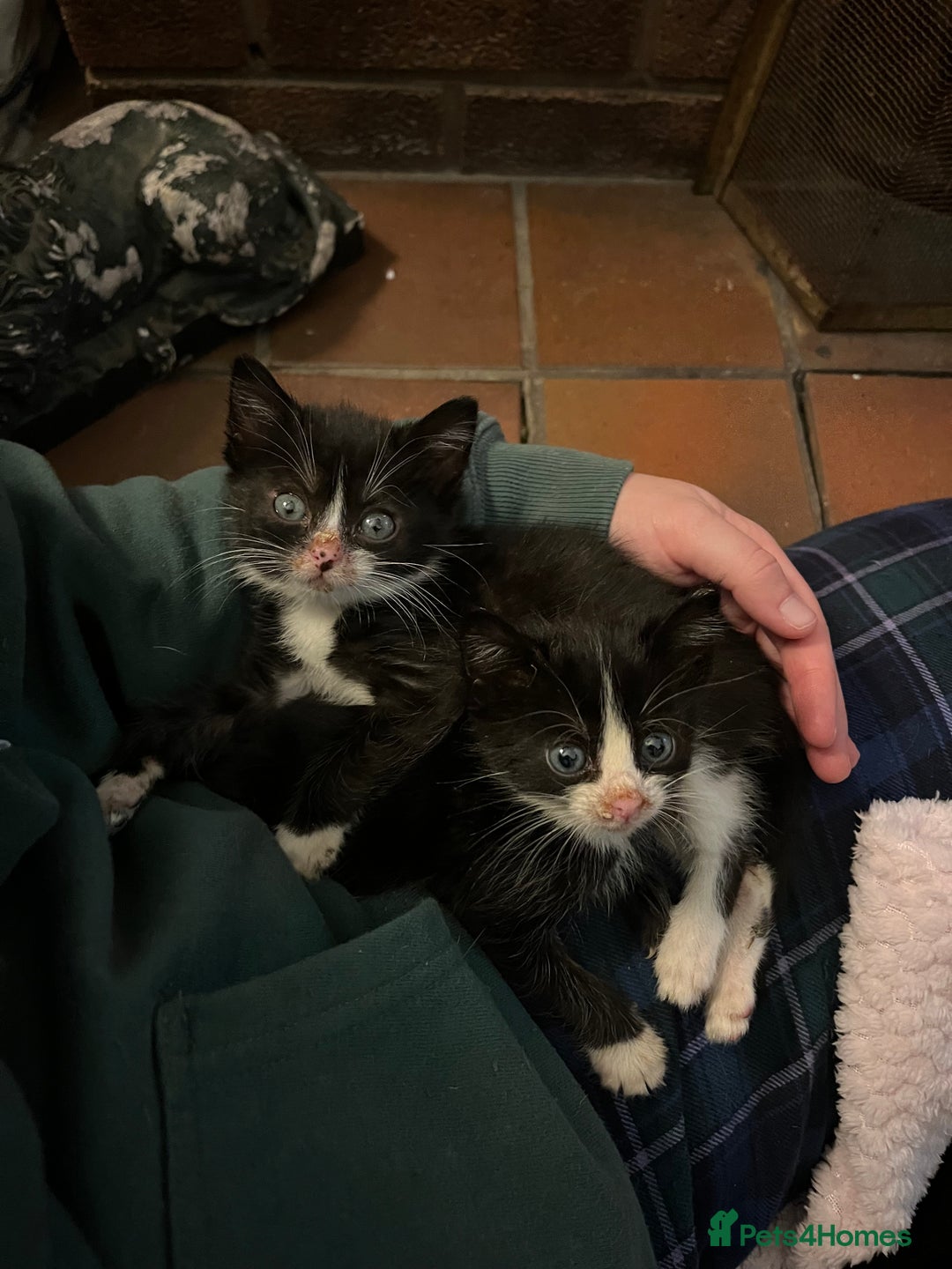 Mixed Breed cats for sale: Two kittens looking for family together - Advert 10