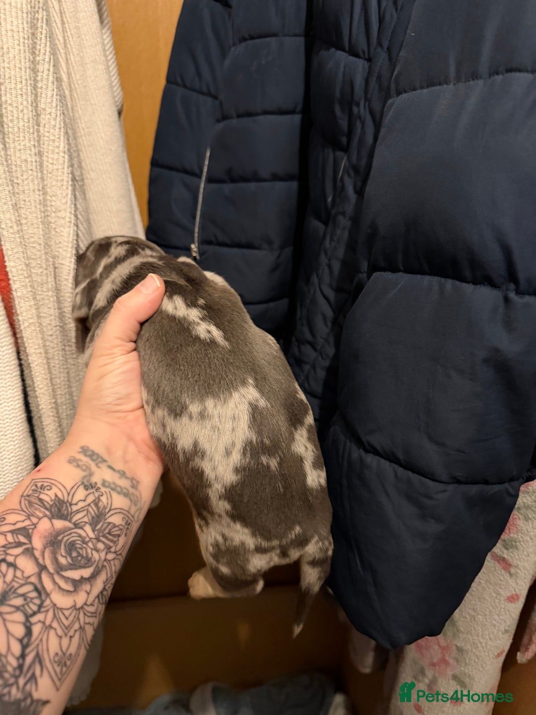 Dachshund dogs for sale: 2 beautiful girls - Image 14