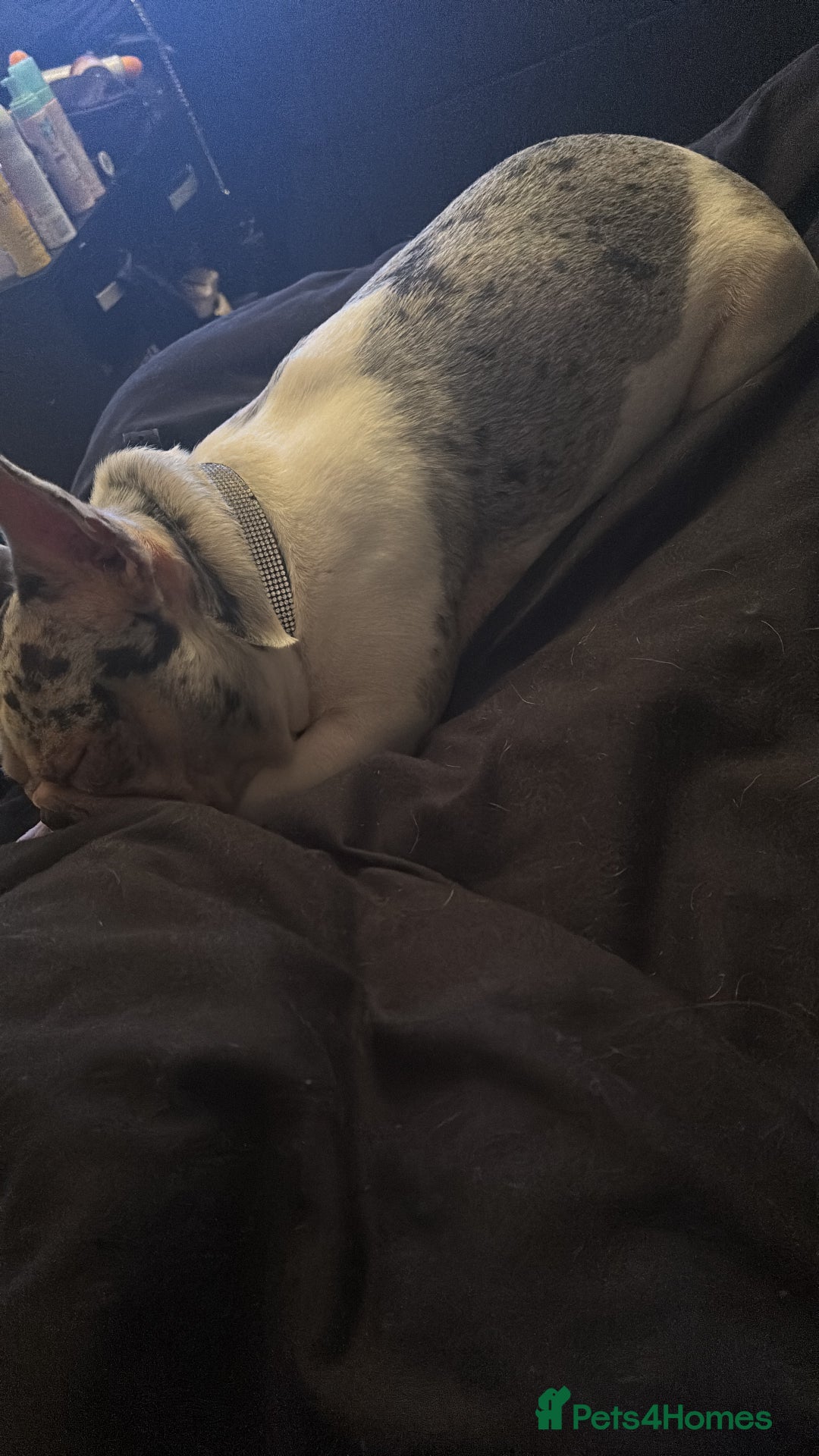 French Bulldog dogs for sale: Beautiful 3 year old Merle frenchie Dolly - Image 4