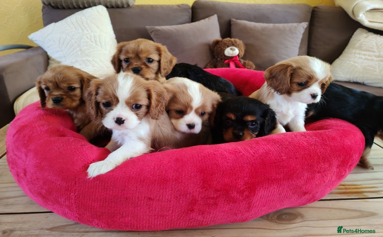 Cavalier King Charles Spaniel dogs - Advert 4