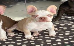 French Bulldog dogs for sale: Hikema X Cheeko (French bulldogs) - Image 36
