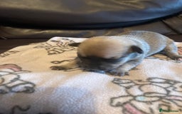 Chihuahua dogs for sale: Beautiful Teacup Chihuahua Puppies Available 16/12 - Image 3