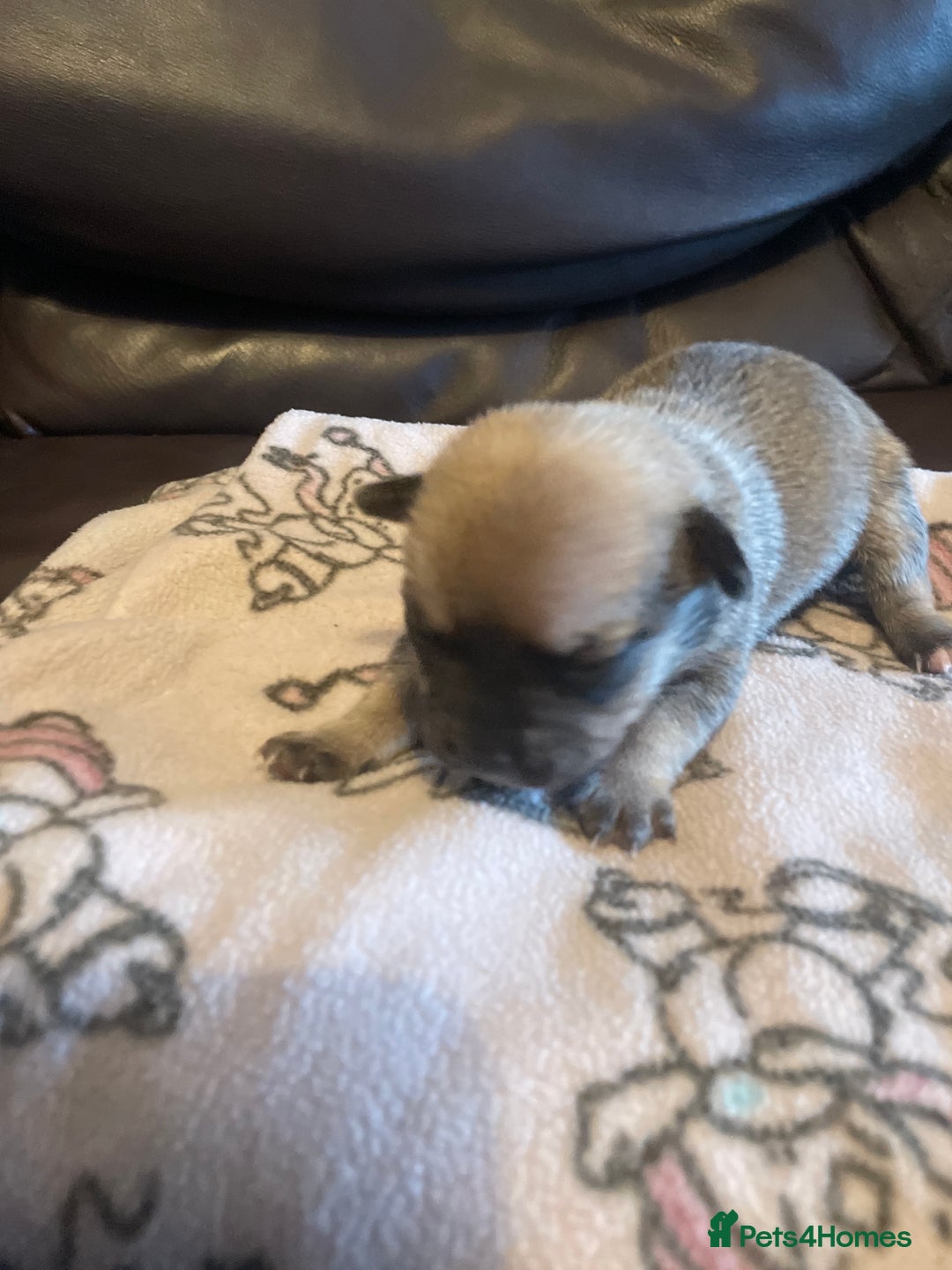 Chihuahua dogs for sale: Beautiful Teacup Chihuahua Puppies Available 16/12 - Image 3