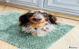 Miniature Dachshund dogs for sale: Chocolate Dapple with Blue Eyes  - Image 6