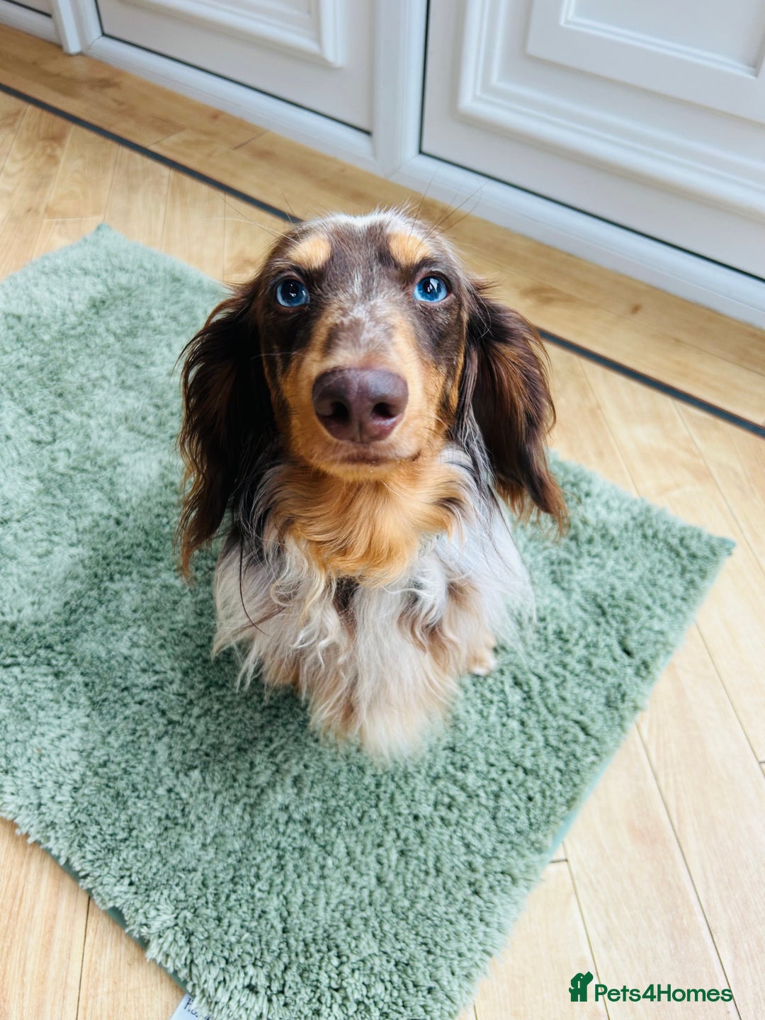 Miniature Dachshund dogs for sale: Chocolate Dapple with Blue Eyes  - Image 6