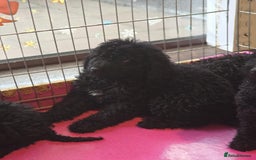 Miniature Poodle dogs for sale: For sale 4 gorgeous girls and 2 boys  - Advert 13