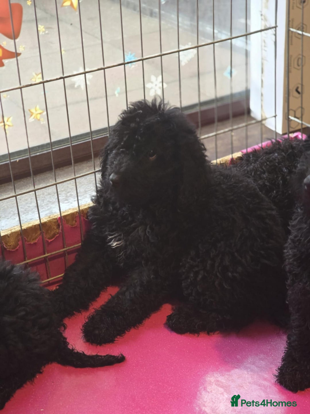 Miniature Poodle dogs for sale: For sale 4 gorgeous girls and 2 boys  - Advert 13